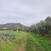 Oliveto e campo di cavoli at Fattoria Sociale Conca d'Oro in Bassano Del Grappa