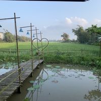 View from the back tables  at Sữa Cafe in Hoi An
