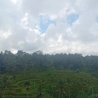 Rice terrace tegallalang 25 k for entrace tiket at Pondok Murini in Ubud