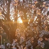 Spring at Finca Alegría Estepona  in Estepona