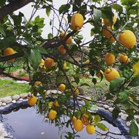 When life give you lemons ... at Finca Alegría Estepona  in Estepona
