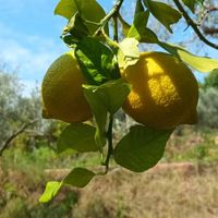  at Finca Alegría Estepona  in Estepona