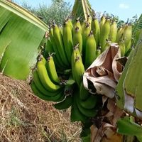  at Finca Alegría Estepona  in Estepona
