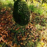  at Finca Alegría Estepona  in Estepona