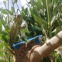  at Finca Alegría Estepona  in Estepona