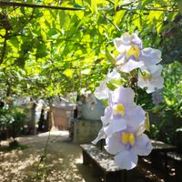  at Squeeze Me in Mirissa