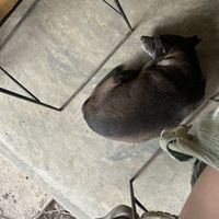 I don’t know how to pronounce the dogs name, but it stays here and it translates to “Blackie”  she growls at other dogs trying to come in. Lil protector. It’s adorable  at Squeeze Me in Mirissa