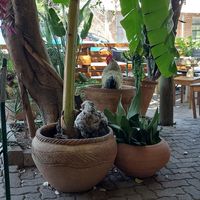 Happy Chickens!   at Dusty Donkey Cafe in Maun