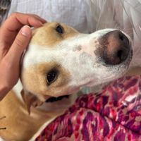   at Vegan Home Restaurant da Katia & Luca in Dro