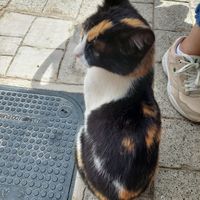 Lovely cat around at El Bodegón de la Aurora in Almeria