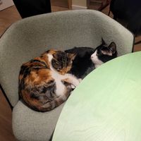  at Katzentempel - Bochum in Bochum