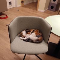 #Veganuary at Katzentempel - Bochum in Bochum