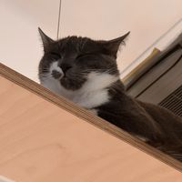   at Katzentempel - Bochum in Bochum