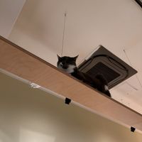   at Katzentempel - Bochum in Bochum