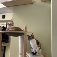 ❤️  at Katzentempel - Bochum in Bochum