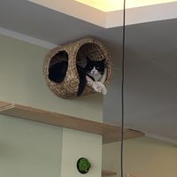   at Katzentempel - Bochum in Bochum