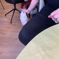   at Katzentempel - Bochum in Bochum