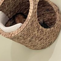   at Katzentempel - Bochum in Bochum