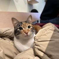   at Katzentempel - Bochum in Bochum