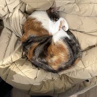   at Katzentempel - Bochum in Bochum