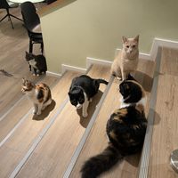  #Veganuary at Katzentempel - Bochum in Bochum