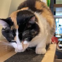  #Veganuary at Katzentempel - Bochum in Bochum