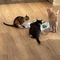  #Veganuary at Katzentempel - Bochum in Bochum