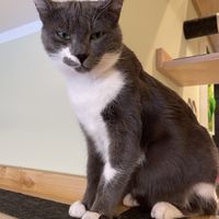  #Veganuary at Katzentempel - Bochum in Bochum