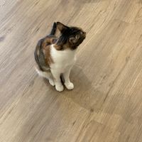  #Veganuary at Katzentempel - Bochum in Bochum