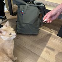 Hairgummy curious   at Katzentempel - Bochum in Bochum