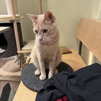 Visitor  at Katzentempel - Bochum in Bochum