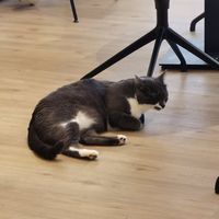  at Katzentempel - Bochum in Bochum