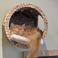  at Katzentempel - Bochum in Bochum