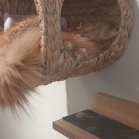  at Katzentempel - Bochum in Bochum