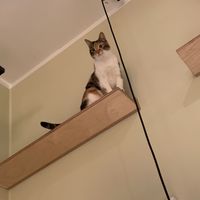   at Katzentempel - Bochum in Bochum