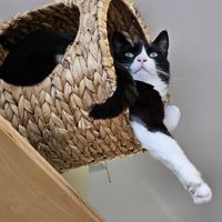 Scholli at Katzentempel - Bochum in Bochum