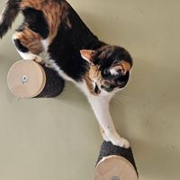 Bömsken at Katzentempel - Bochum in Bochum