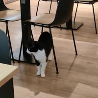  at Katzentempel - Bochum in Bochum