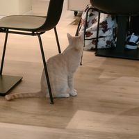  at Katzentempel - Bochum in Bochum