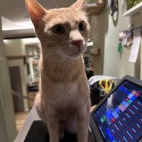 cat  at Katzentempel - Bochum in Bochum