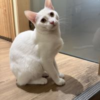 cat  at Katzentempel - Bochum in Bochum