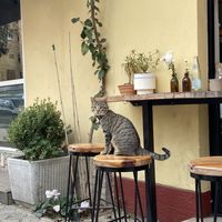 Café cat  at Hana Corner Cafe in Tirana