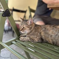 Resident cat  at Hana Corner Cafe in Tirana