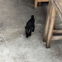 friendly cat   at Sinart Veggie in Bangkok