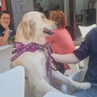 Very dog friendly place at Toc Toc in Tenerife
