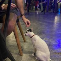 Cat friendly  at Kantin at the Granary in Kuching