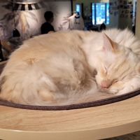 Peter at Katzentempel - Hannover in Hannover