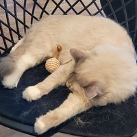 Tony at Katzentempel - Hannover in Hannover