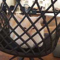 Cat on seat at Katzentempel - Hannover in Hannover