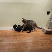 Playing cats at Katzentempel - Hannover in Hannover